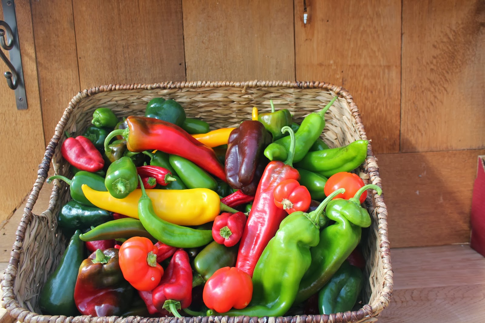 Growing Great Peppers, Eggplants & Tomatoes