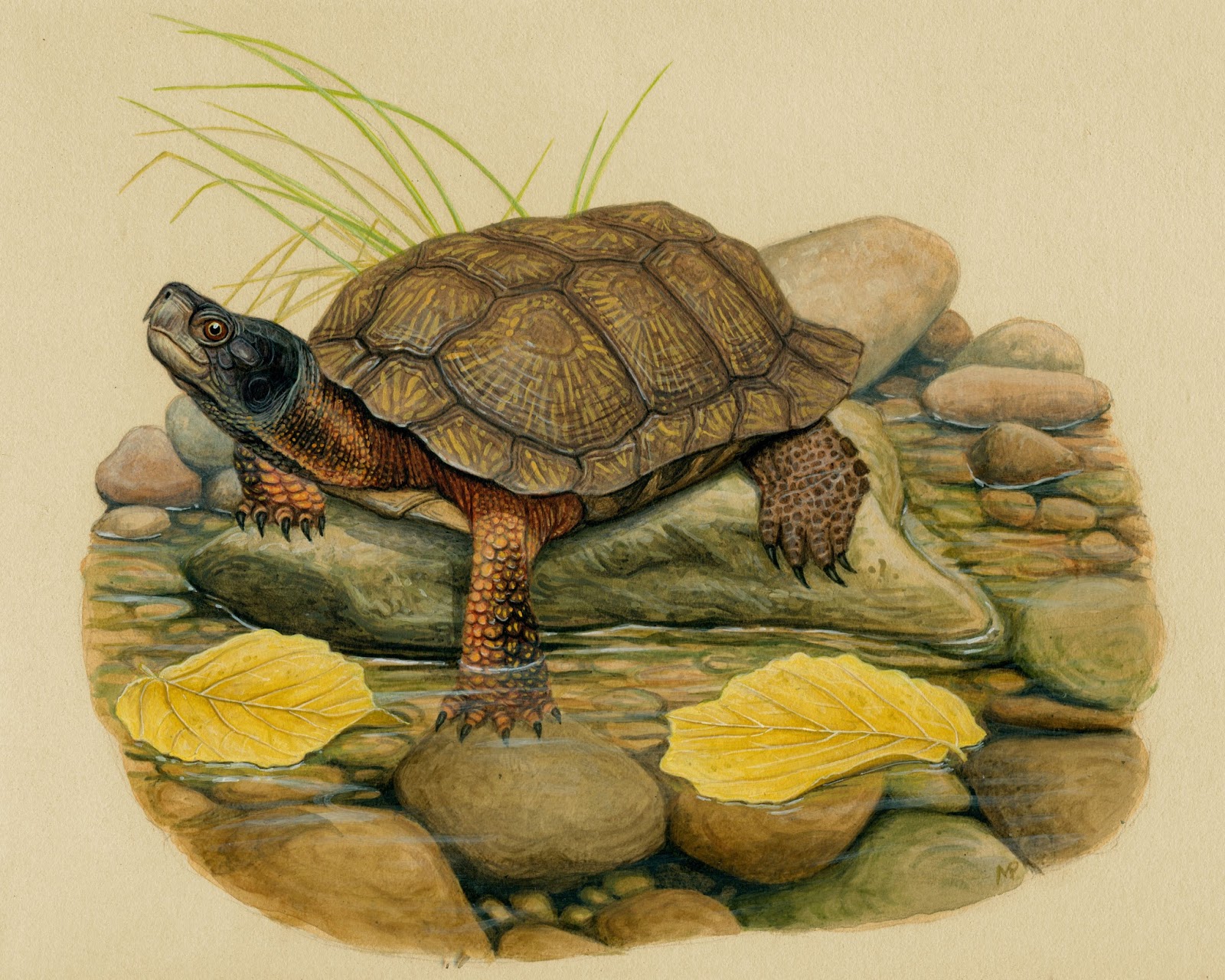 Turtle x. Прудовая черепаха Ривза черепаха. Черепаха Матурин. Черепаха Тортилла порода. Террапин черепаха.