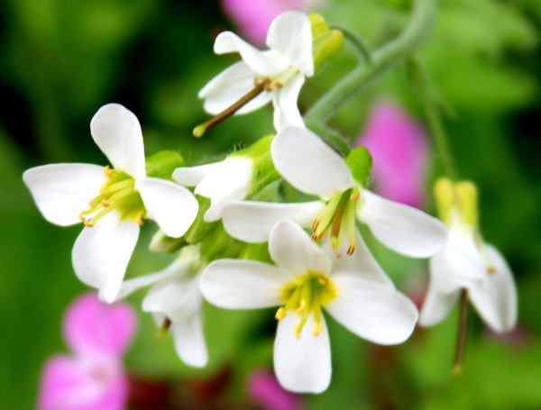 FLORES SILVESTRES DE COLOR BLANCO