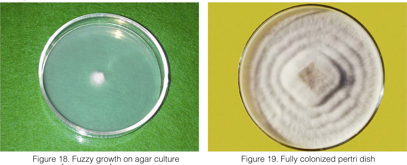 HOW TO MAKE OYSTER MUSHROOM GRAIN SPAWN IN A SIMPLE WAY