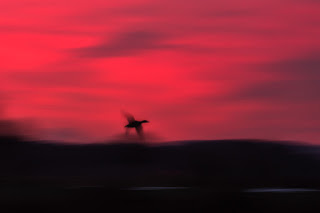 Naturfotografie Sonnenaufgang Morgenröte Lippeaue