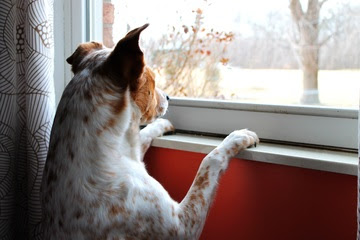 alt="perro asomado por la ventana"