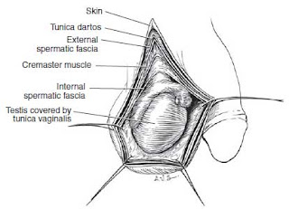 scrotum anatomy