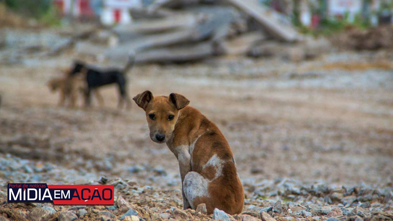 Arcoverde: MPPE ajuíza ação civil para que município construa abrigo de proteção aos animais de rua