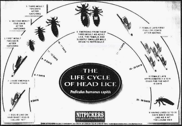 Health Office Blog Lice