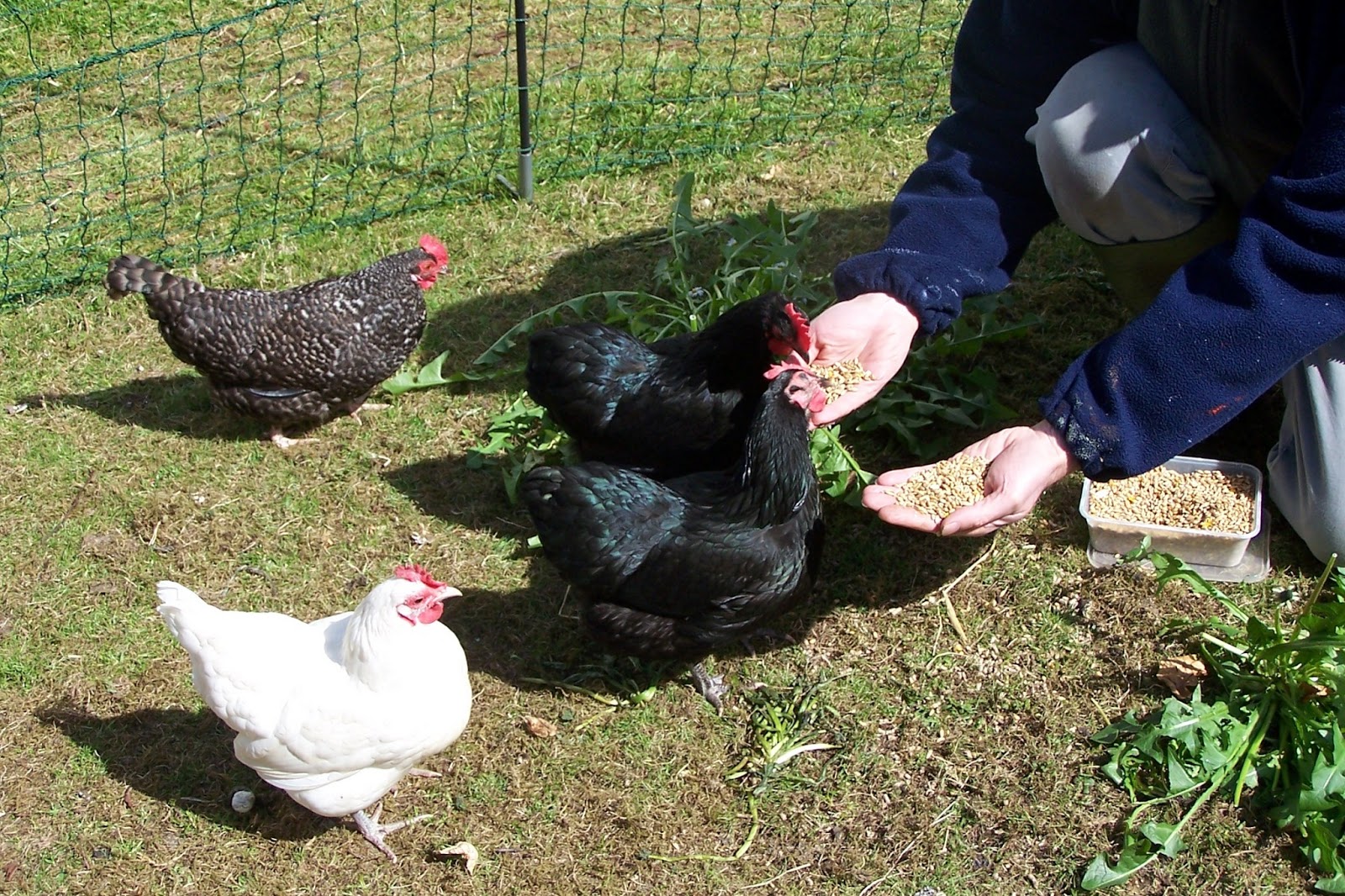 Ma Wee Hens - Chicken Diary: Getting into a routine
