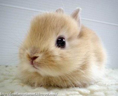 Cute bunny