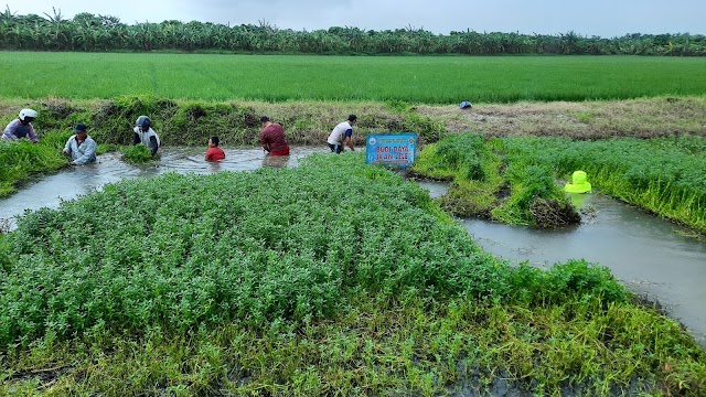 Antisipasi Banjir, TNI, Polri Bersama Warga Bersihkan Enceng Gondok di Sungai Ketawang Lobang