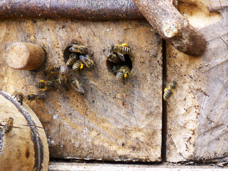 Honeybee Bee Hunting Rock Garden With Nectar Plants 花粉団子