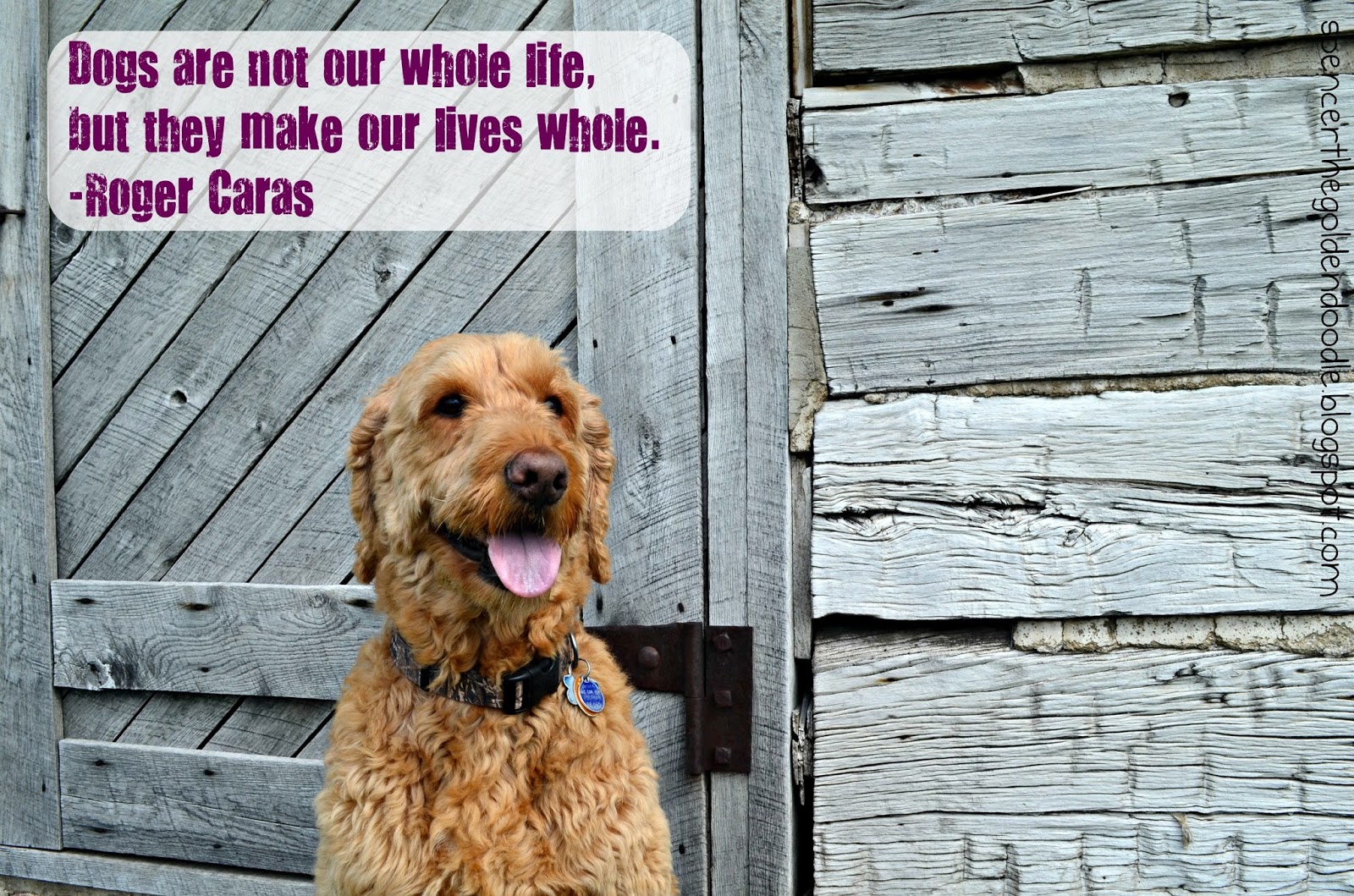 Spencer the Goldendoodle My Favorite Quotes
