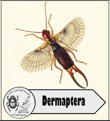 إبرة العجوز – أبو مقص Dermaptera - الصفات المورفولوجية لرتبة جلدية الأجنحة ودورة الحياة