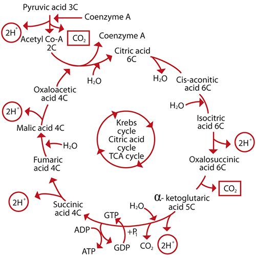 Kreb Cycle Steps With Diagram , Steps & Products
