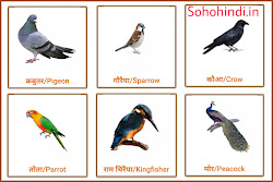 50 Birds Name In Hindi And English पक्षियों के नाम हिंदी और इंग्लिश मे Sohohindi in