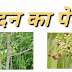 चन्दन के पेड़ कहा पाए जाते है? chandan ke ped kaha paye jate hain