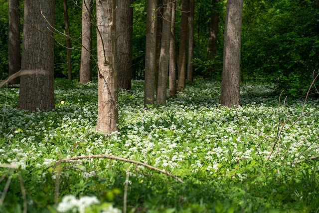 Premiumwanderweg DonAUwald  Etappe 4 von Dillingen nach Höchstädt 06