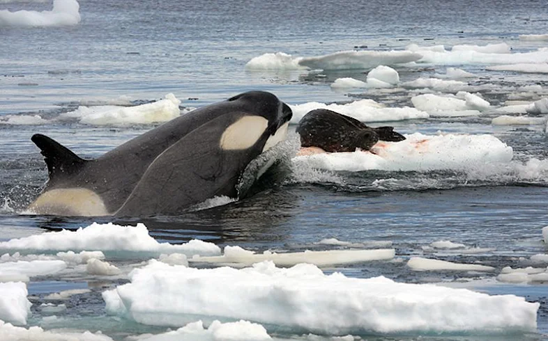 Orca (Orcinus orca) berburu anjing laut Weddell.