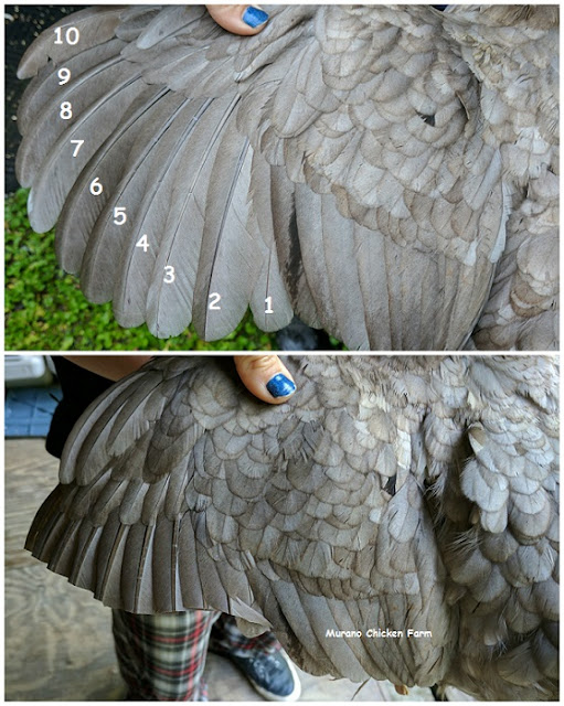 How to trimming a chickens wing feathers (super easy!) Murano