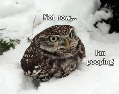 funny-owl-image-08