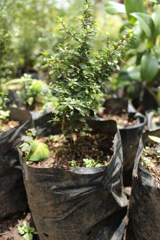 Paket gawat 4 pohon bahan bonsai ulmus serissa micro legistrum golden kaliandra Sulawesi Selatan