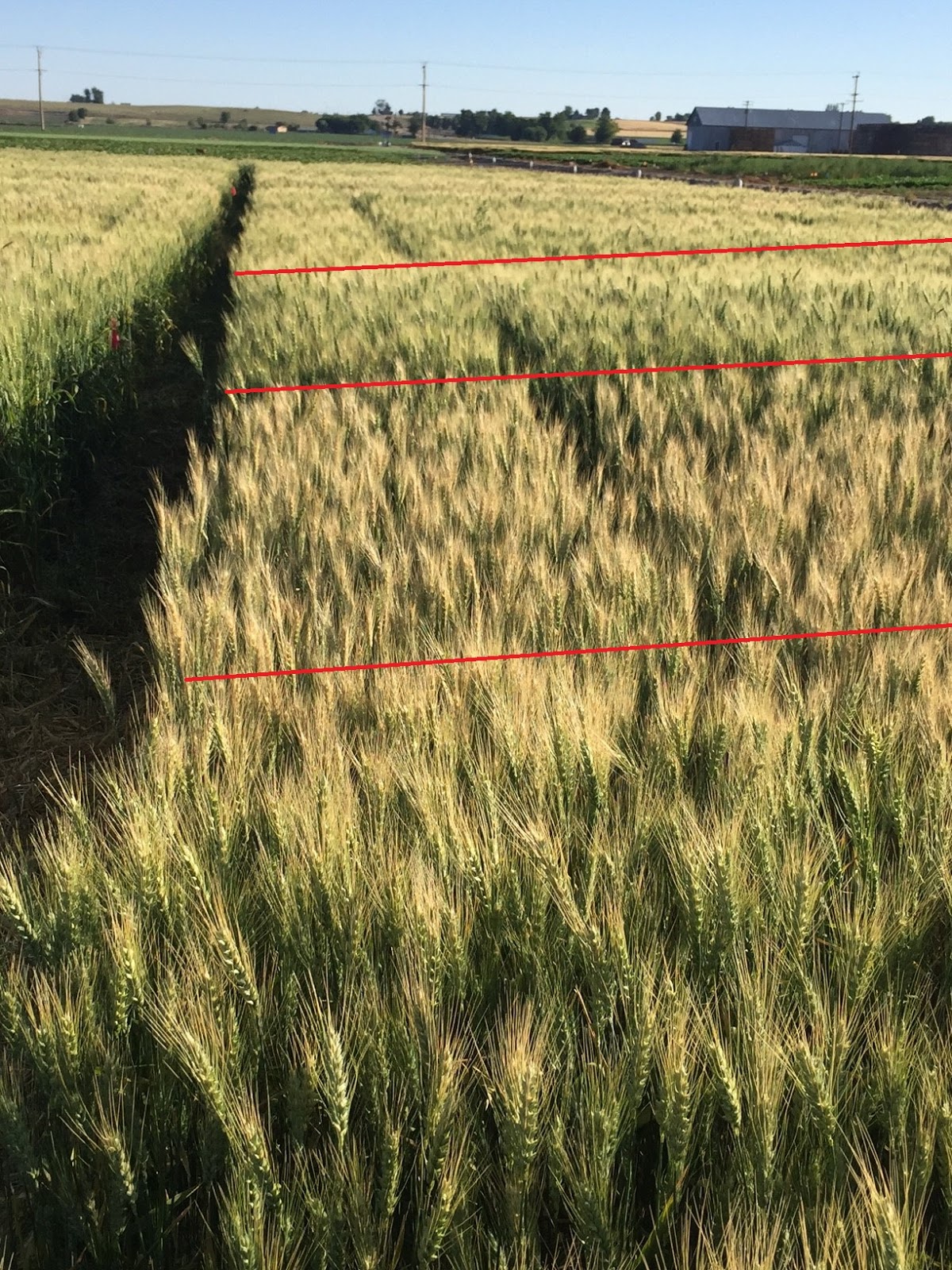 Idaho Crops & Soils Irrigation affects wheat ripening