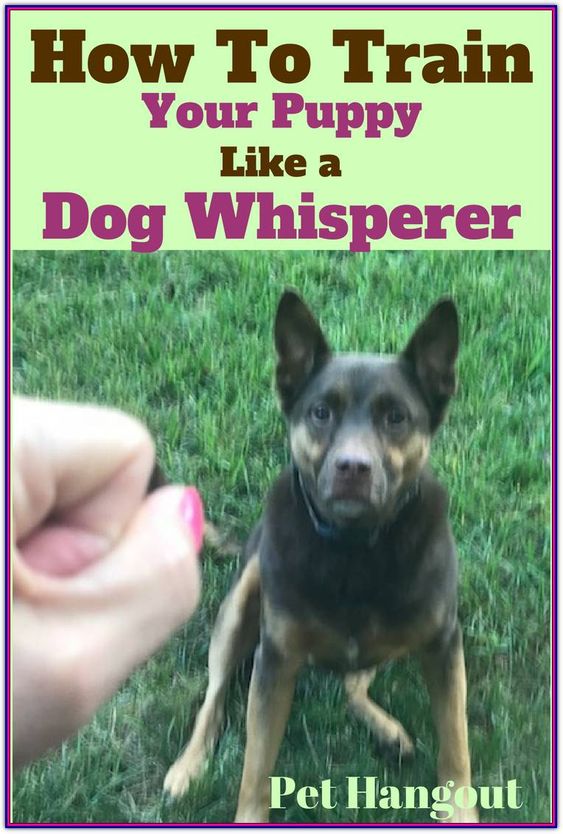 Lovely Dog how to train your puppy like a dog whisperer