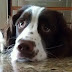 14 Reasons Springer Spaniels Are The Worst Indoor Dog Breed Of All Time