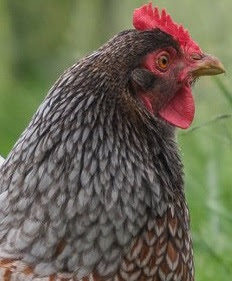 Blue Laced Barnevelder Chicken Temperament, Egg Production, Size, Lifespan