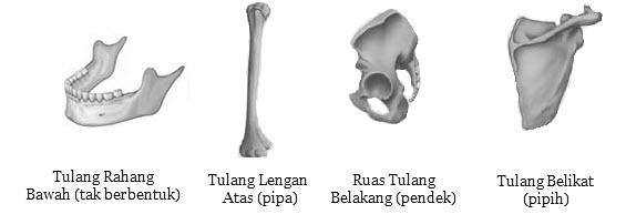 Tulang Sebagai Alat Gerak Pasif Mikirbae