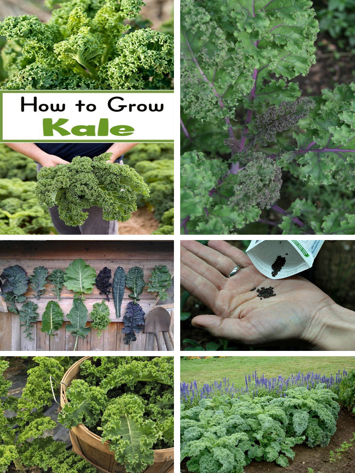 Learn How to Grow Kale Pinterest Gardening
