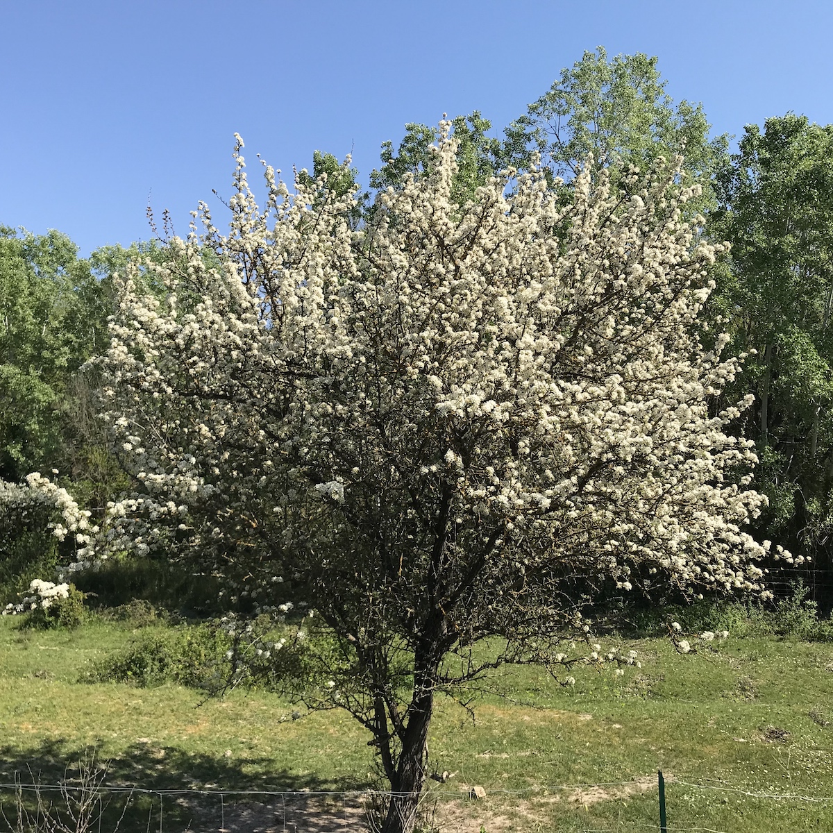 Animal Crossing New Leaf Days 458 459