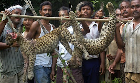 Dua anak harimau bintang mati dipukul kejam