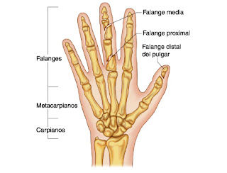 Resultado de imagen para falanges