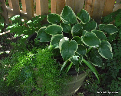 Asparagus Fern and Hosta