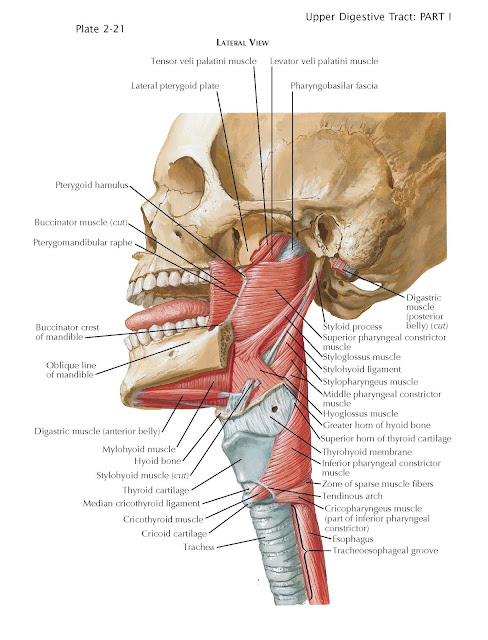 Musculature of Pharynx