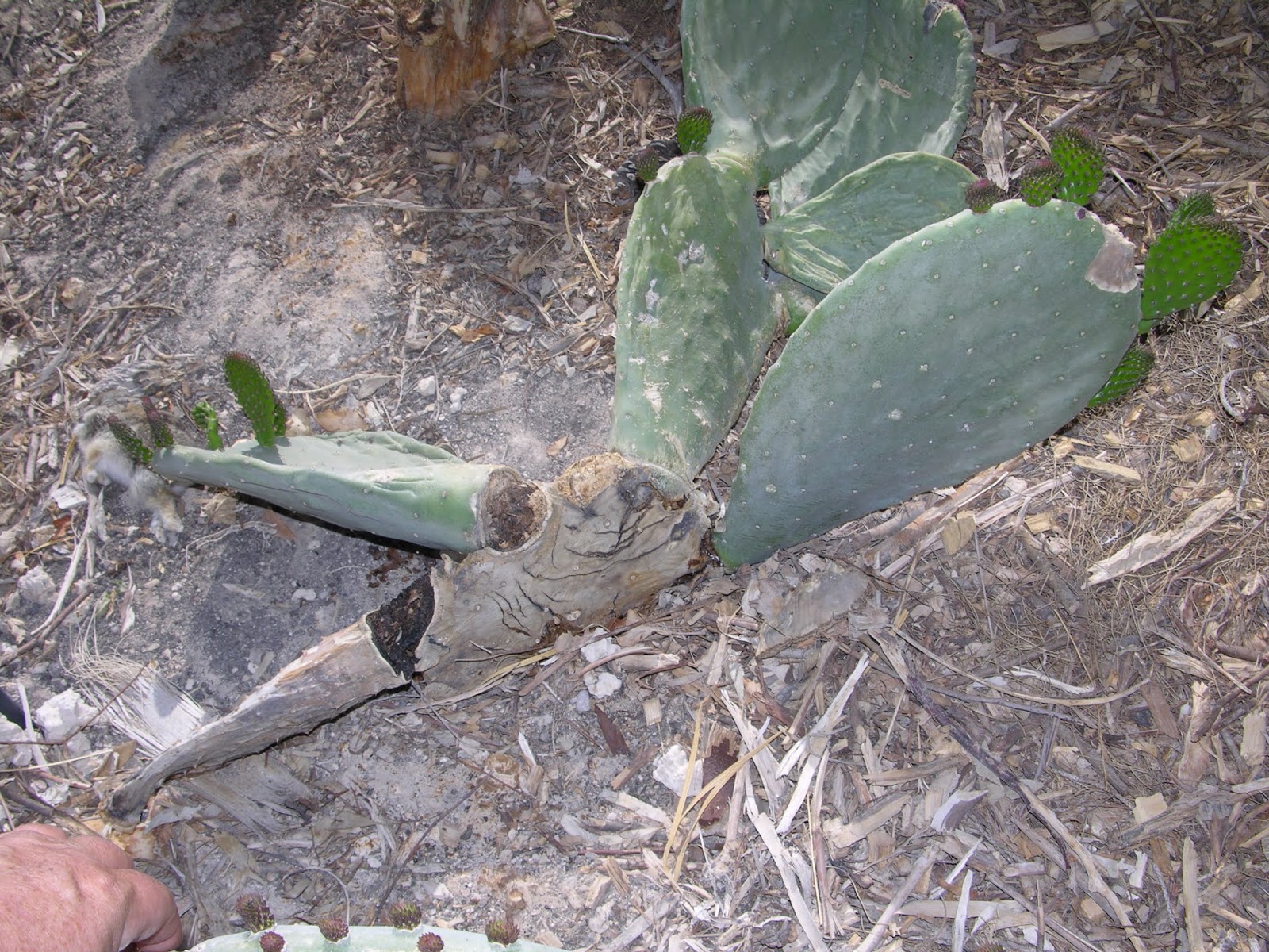 Xtremehorticulture of the Desert Some Cacti are Tender to Winter