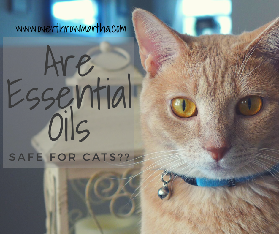 Are Essential Oils with Cats Safe? Overthrow Martha