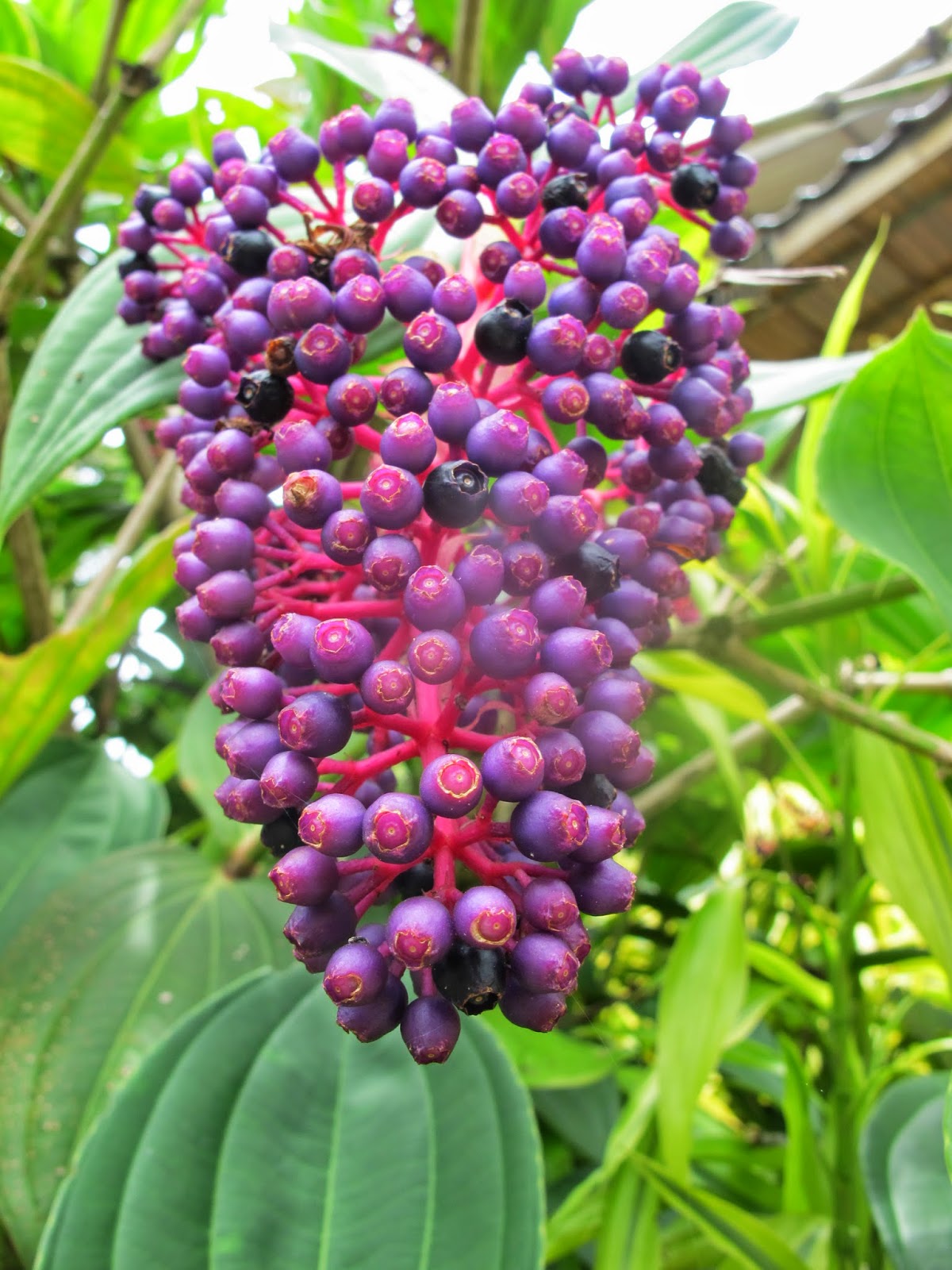 Botanical Garden and Japanese Tea House at Berjaya Hills, Bukit Tinggi