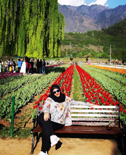 tulip garden di kashmir kashmir tulip garden