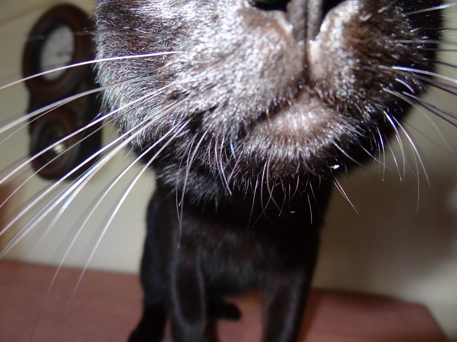 Brothers and Sisters with Tails Why Does My Cat Chew on Everything?