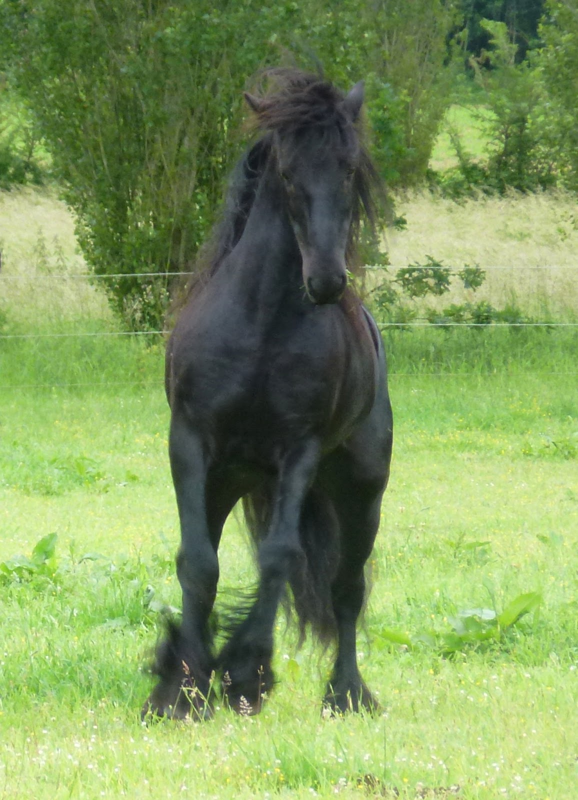 Kingmaker Dales Pony Stud Spring )