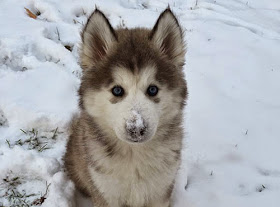 بالصور: حيوانات لطيفة تلعب في الثلج للمرة الأولى