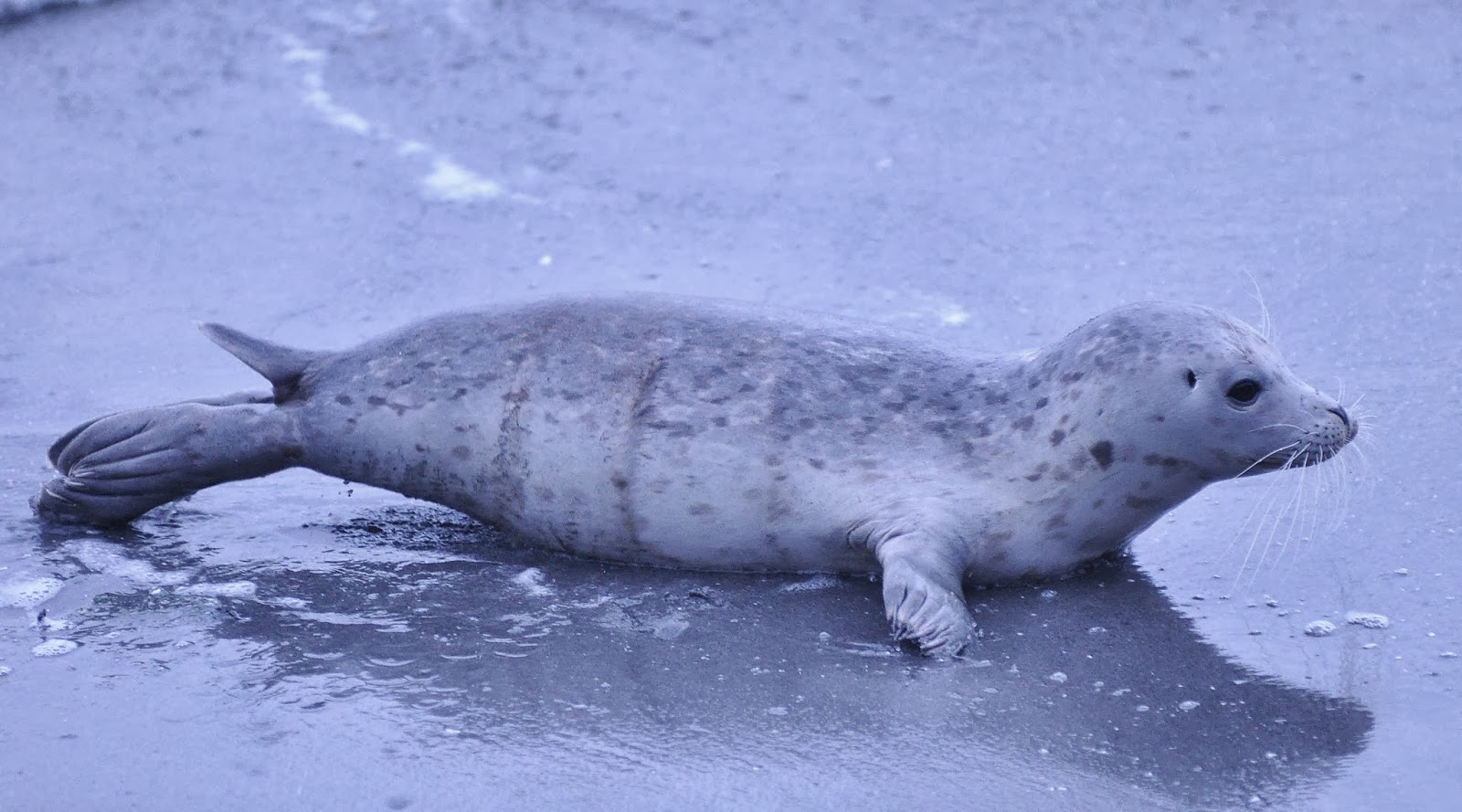 Buzz's Marine Life of Puget Sound Oct 11, 2013