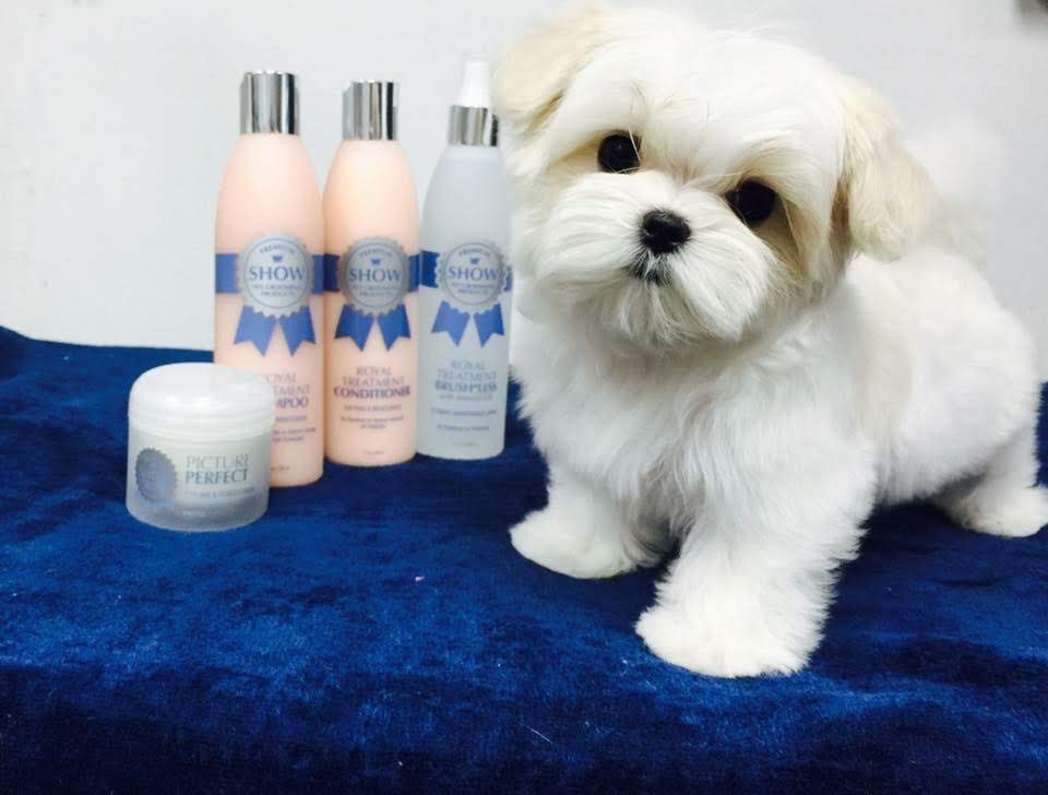 Understanding & Treating Dog Hair Tangles The Pish Pad Store