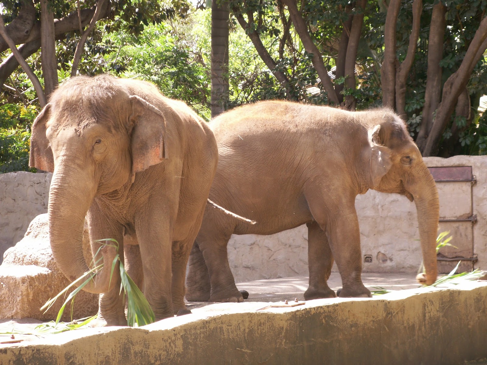 All Hawaii News Board of Agriculture mulls wild animal acts, Japan