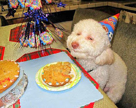 طريف: شاهدوا صور الحيوانات وهي تبتسم بطريقة مضحكة