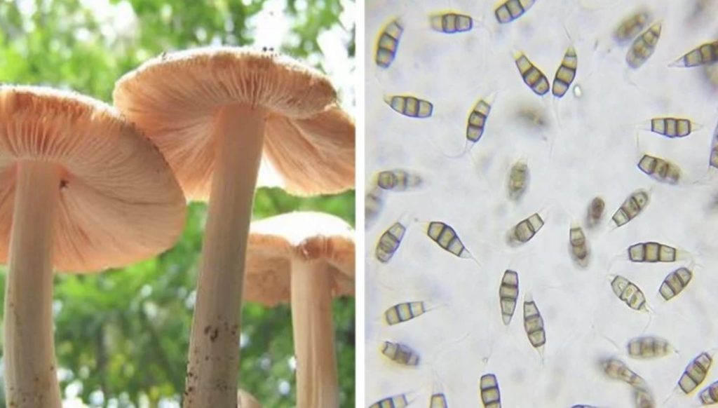 Scientists Found an Edible Mushroom That Eats Plastic, and It Could