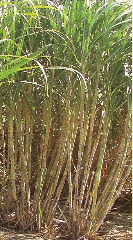 Caña de azúcar y más: Fichas técnicas de variedades de caña de azúcar ...