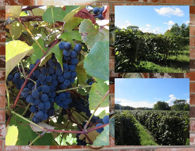 Things to do in Westfield, New York: Lake Erie Vineyards