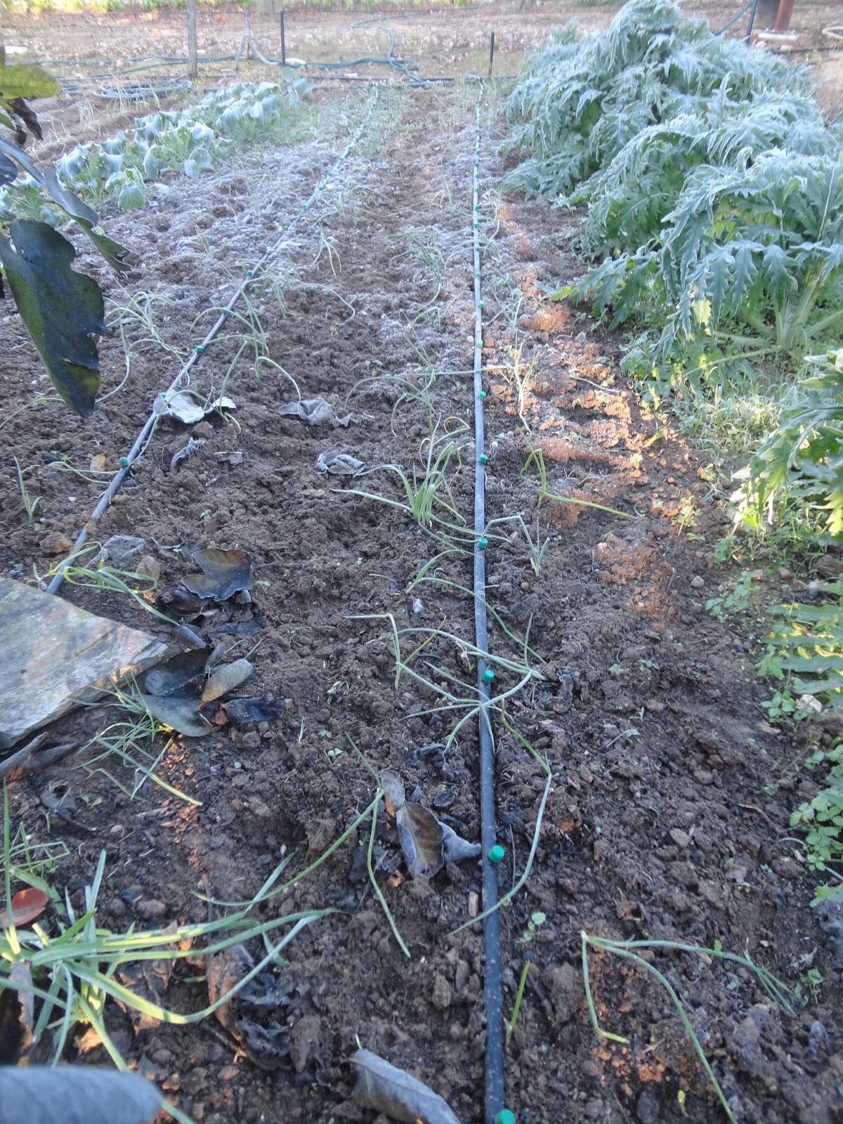  CEBOLLAS Y ALCACHOFAS TRAS UNA NOCHE DE HELADA