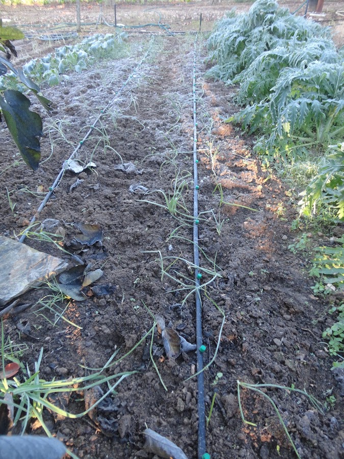  CEBOLLAS Y ALCACHOFAS TRAS UNA NOCHE DE HELADA
